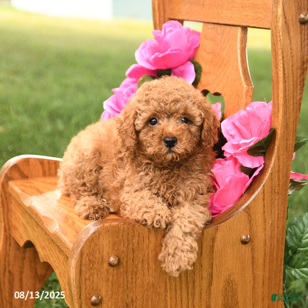 Miniature Poodle dogs for sale: Prince - Image 2