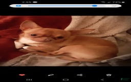 Chihuahua dogs for sale: Peanut - Image 3