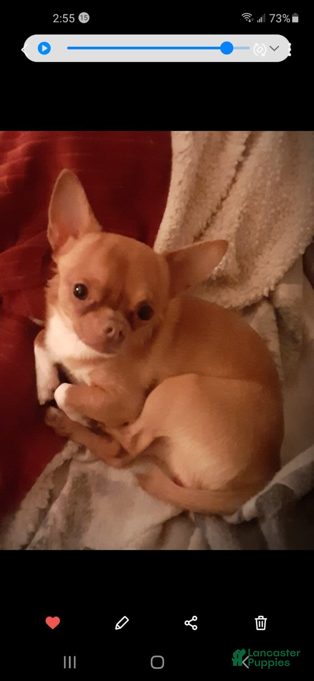 Chihuahua dogs for sale: Peanut - Image 3