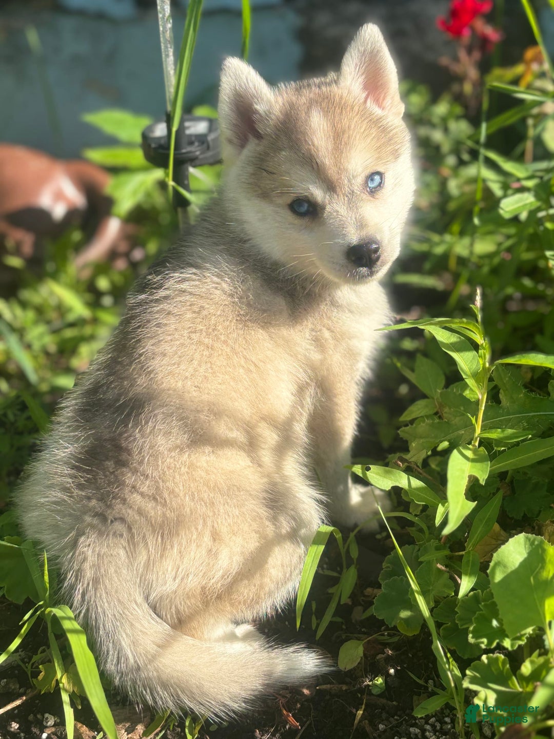 Pomsky dogs for sale: Kanan - Image 11