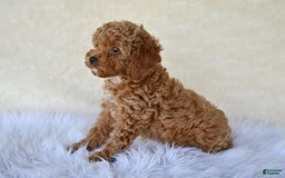 Cockapoo dogs for sale: Cockapoo 5 puppies - Image 19