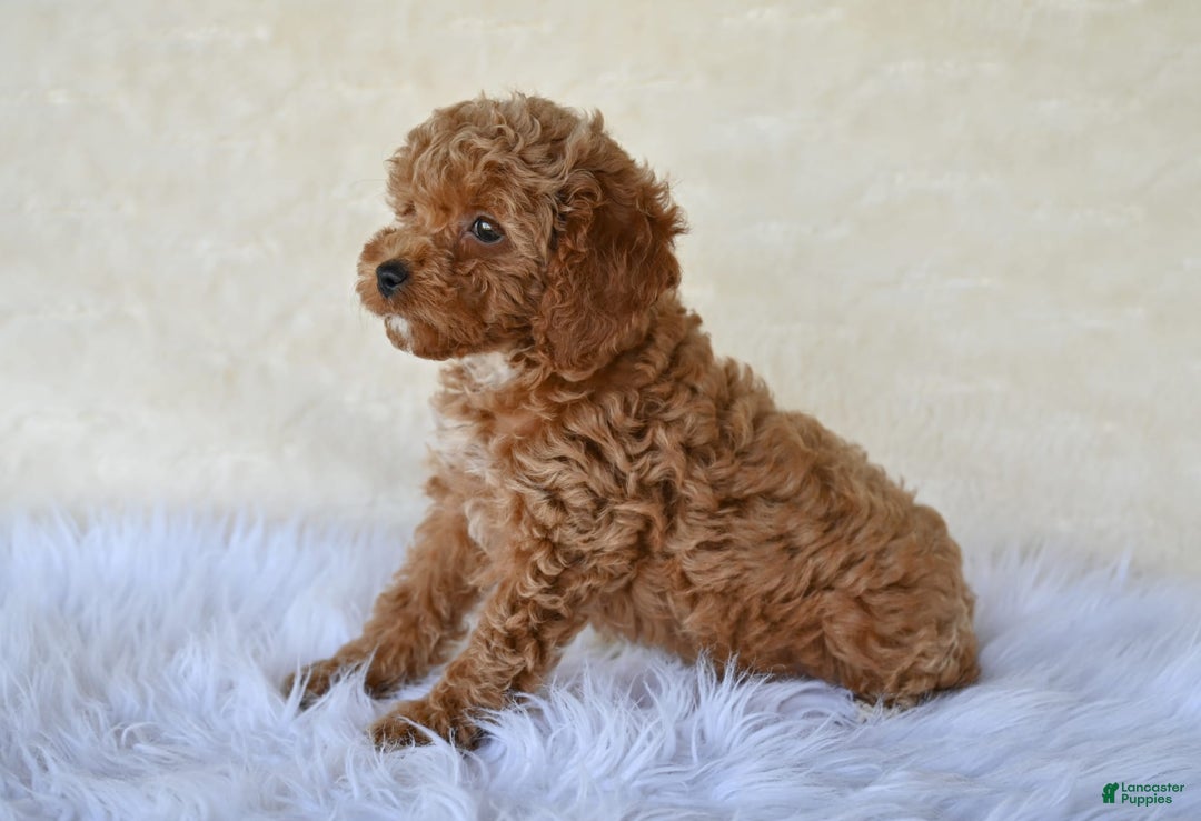 Cockapoo dogs for sale: Cockapoo 5 puppies - Image 19