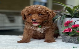 Mini Goldendoodle dogs for sale: Liam - Image 2
