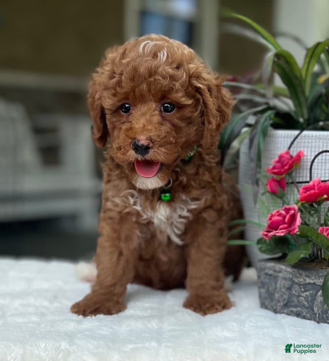 Mini Goldendoodle dogs for sale: Liam - Image 2