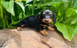 Miniature Dachshund dogs for sale: Piper - Image 10