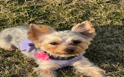 Yorkshire Terrier dogs for sale: Athena - Image 4
