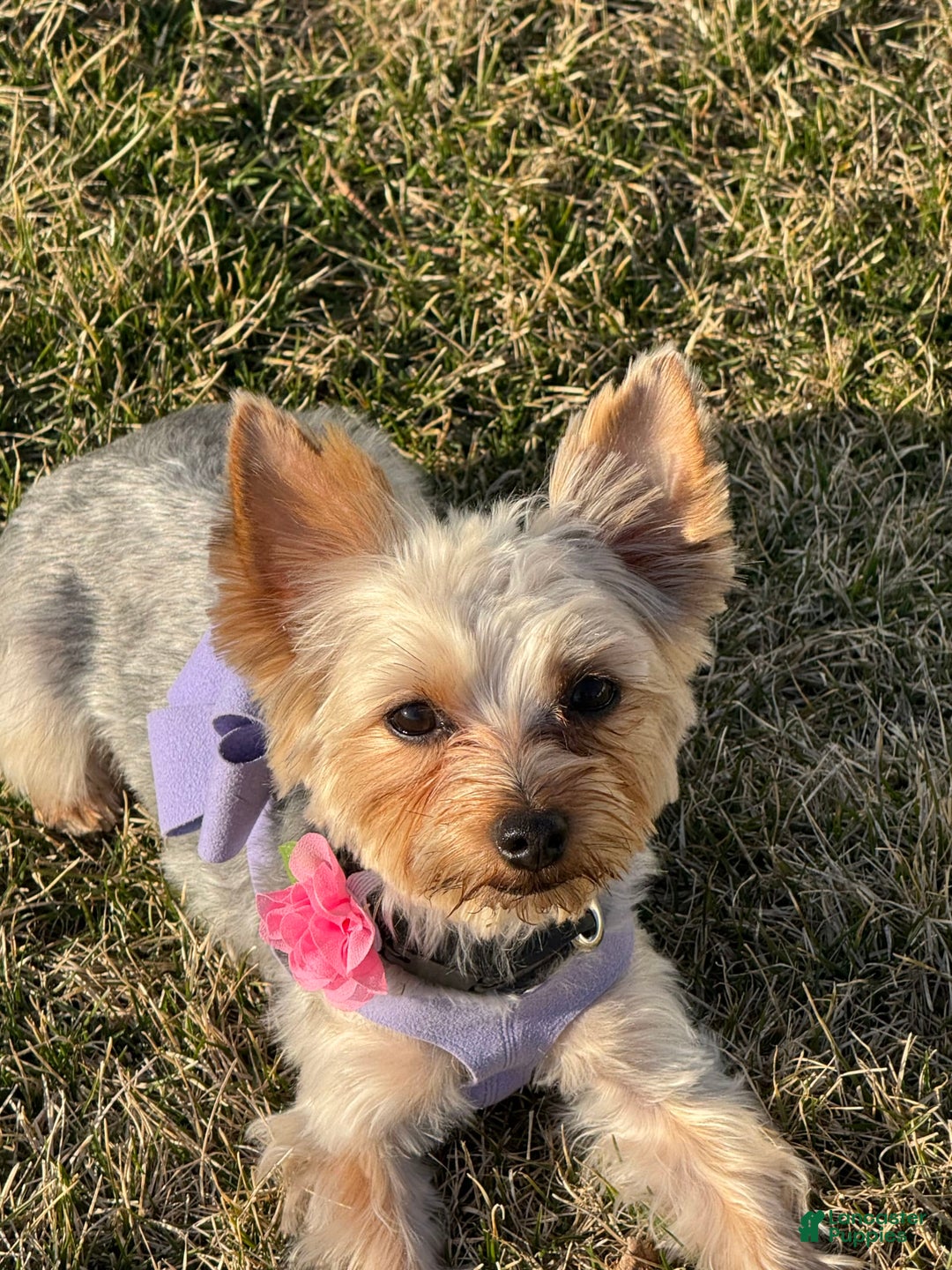 Yorkshire Terrier dogs for sale: Athena - Image 4