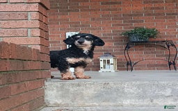 Boston Terrier dogs for sale: Marshall - Image 7