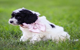 Goldendoodle dogs for sale: Orchid - Image 3