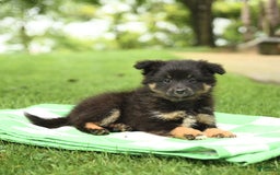 Shetland Sheepdog dogs for sale: Pluto - Image 1