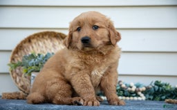 Golden Retriever dogs for sale: Mason - Image 5