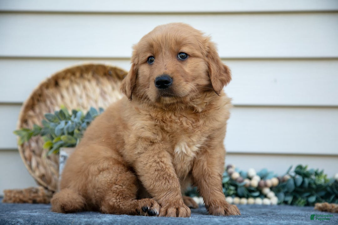 Golden Retriever dogs for sale: Mason - Image 5