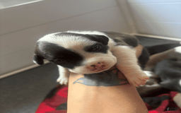 American Bully dogs for sale: Moomoo The Runt - Image 6