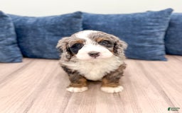 Mini Bernedoodle dogs for sale: Ollie - Image 1