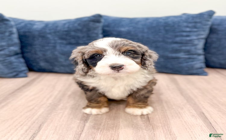 Mini Bernedoodle dogs for sale - Ad 2