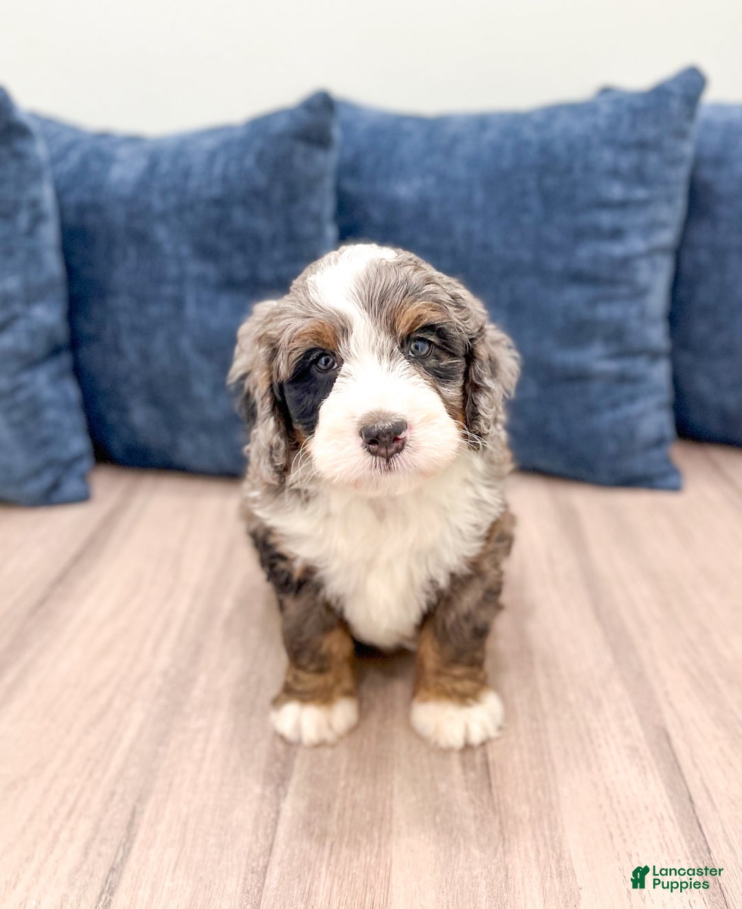 Mini Bernedoodle dogs for sale: Ollie - Image 1