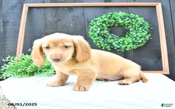 Dachshund dogs for sale: Conrad - Image 3