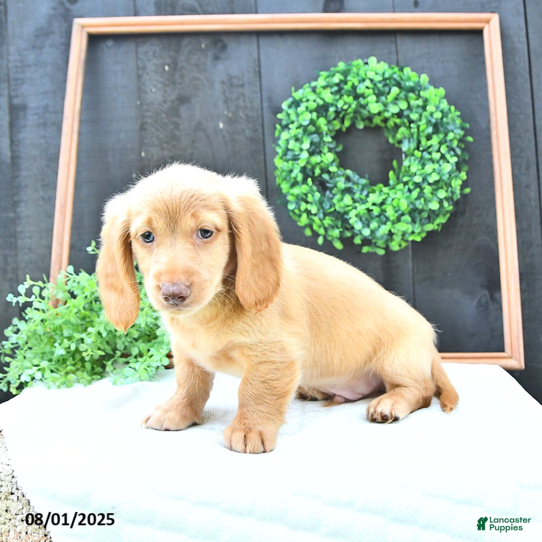 Dachshund dogs for sale: Conrad - Image 3