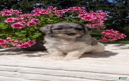 Mini Bernedoodle dogs for sale: Sasha - Image 7