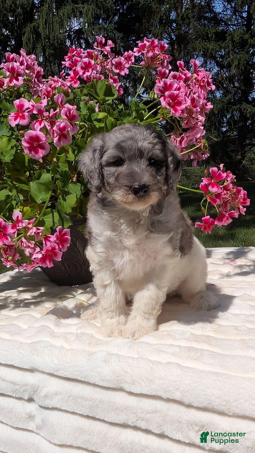 Mini Bernedoodle dogs for sale: Sasha - Image 7