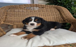 Bernese Mountain Dog dogs for sale: Harber - Image 4