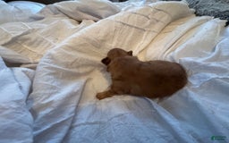 Pomeranian dogs for sale: Jill - Image 10