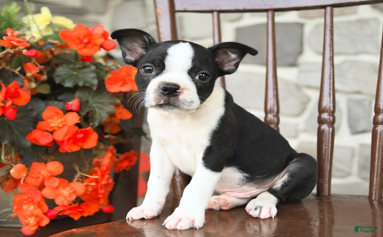 Boston Terrier dogs for sale - Ad 1