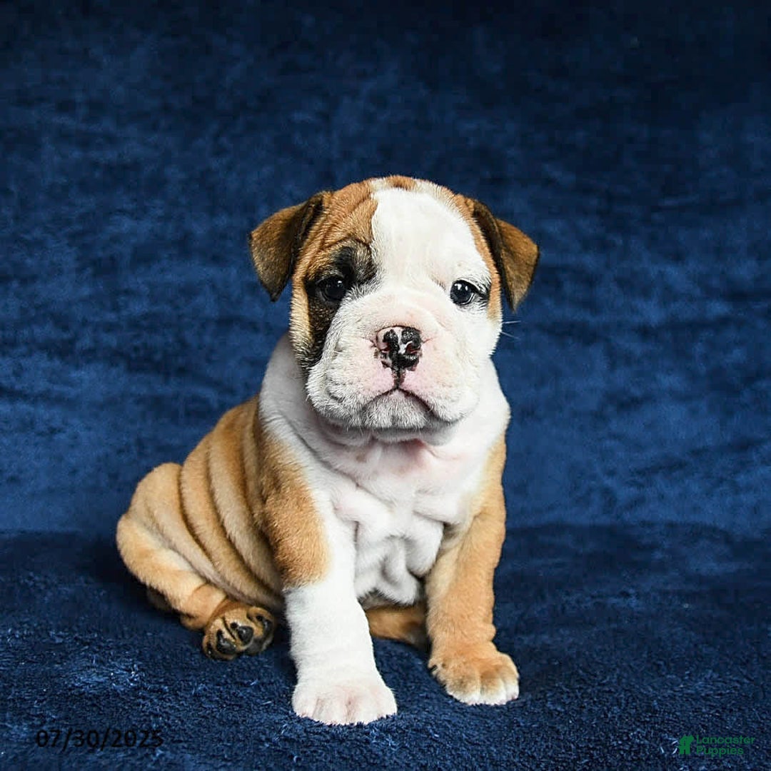 English Bulldog dogs for sale: Mary - Image 2