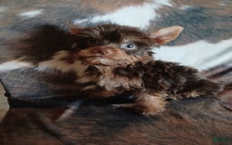 Yorkshire Terrier dogs for sale: Little Red - Image 3