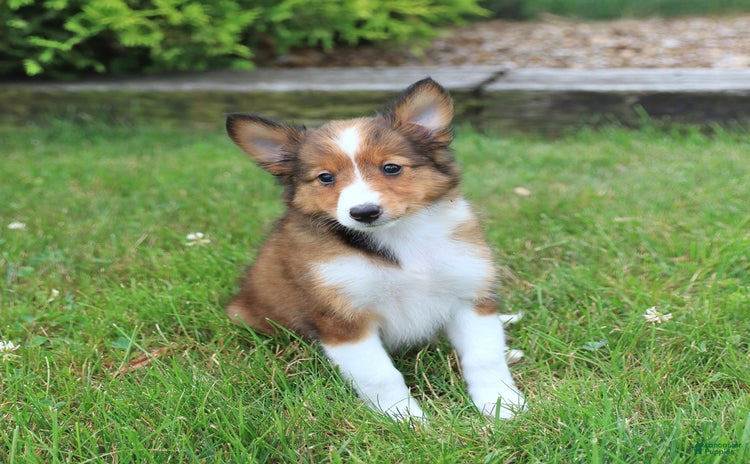 Shetland Sheepdog dogs for sale - Ad 3