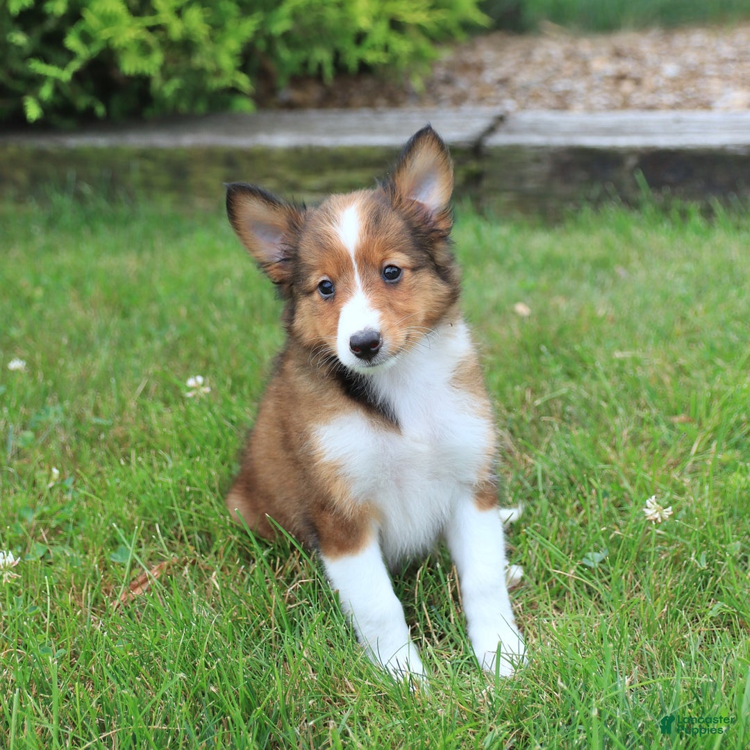 Shetland Sheepdog dogs for sale: Ripper - Image 1