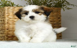 Teddy Bear dogs for sale: Wednesday - Image 8