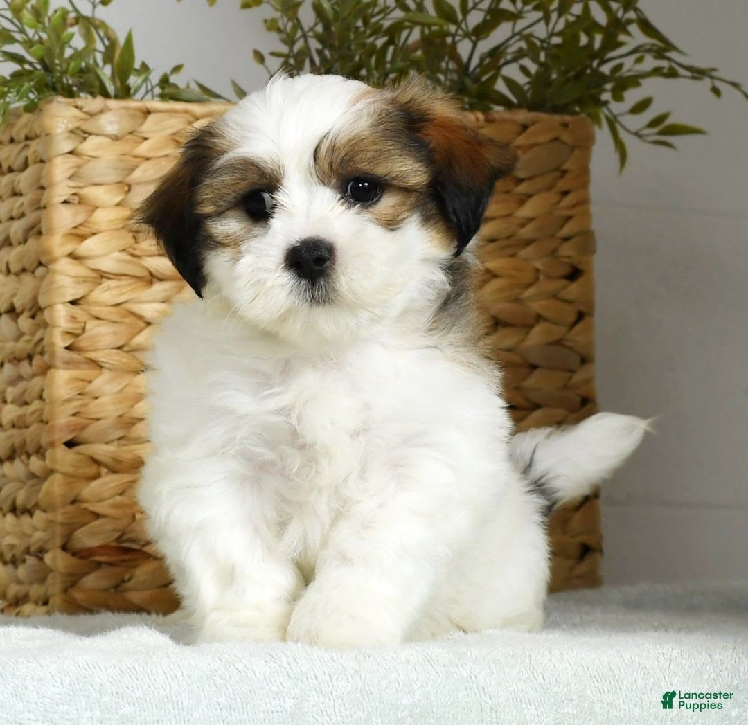 Teddy Bear dogs for sale: Wednesday - Image 8