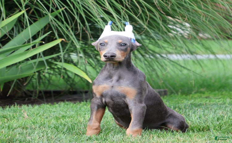 Doberman Pinscher dogs for sale - Ad 1