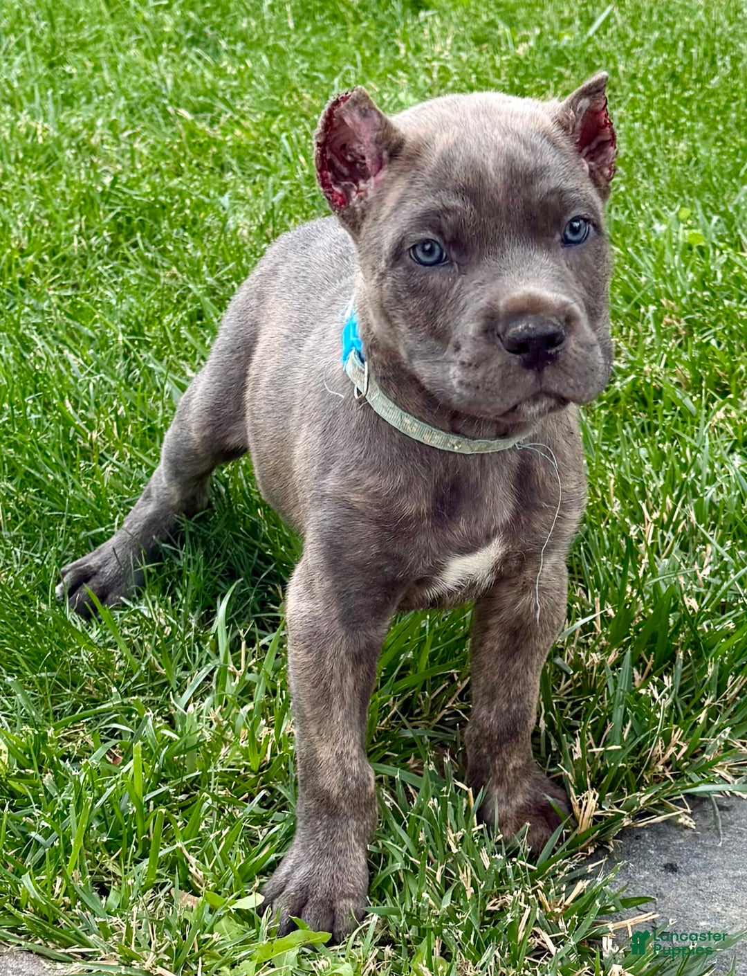 Cane Corso dogs for sale: Blu - Image 1