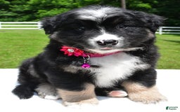 Miniature Australian Shepherd dogs for sale: Jenny - Image 4