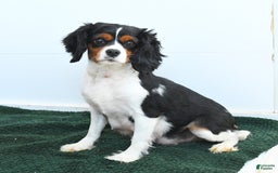 Cavapoo dogs for sale: Carolina - Image 6