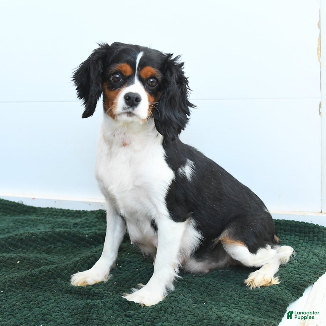 Cavapoo dogs for sale: Carolina - Image 6