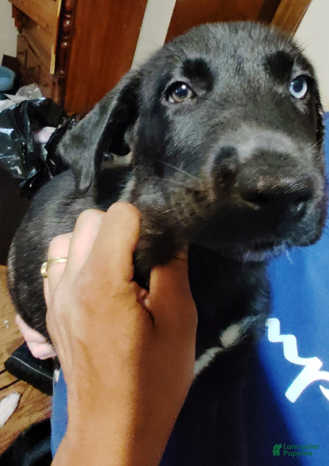 Cane Corso dogs for sale: Cane Corso 2 puppies - Image 4