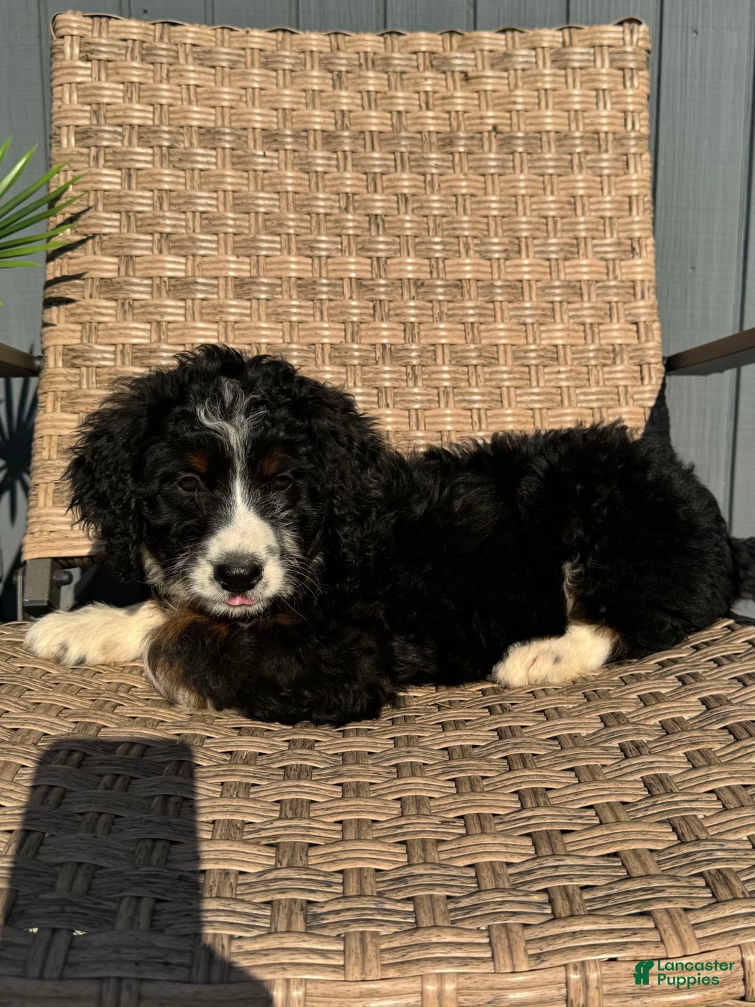 Bernedoodle dogs for sale: Maggie - Image 10