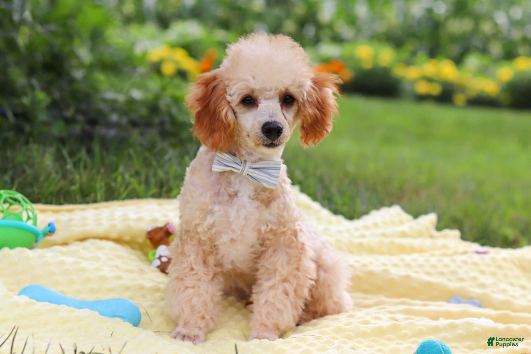 Miniature Poodle dogs for sale: Jazz - Image 5