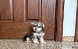 Morkie dogs for sale: Tiny - Image 1