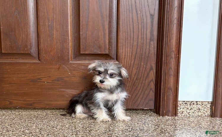 Morkie dogs for sale - Ad 5