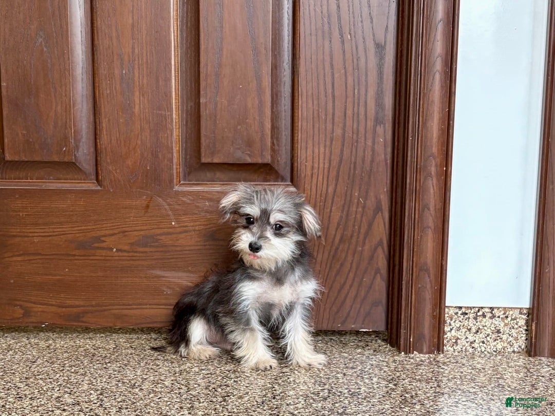 Morkie dogs for sale: Tiny - Image 1