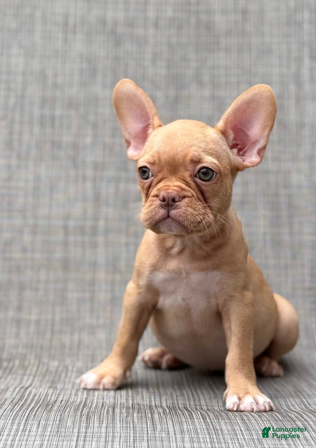 French Bulldog dogs for sale: Cady - Image 2