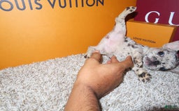 French Bulldog dogs for sale: Milkshake - Image 5