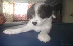 Jack Russell Terrier dogs for sale: Boy Black And White - Image 4
