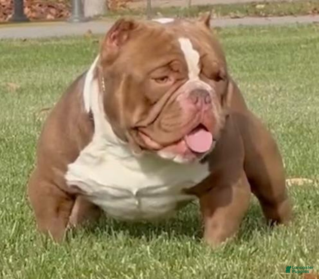 American Bully dogs for sale: Pibble - Image 3