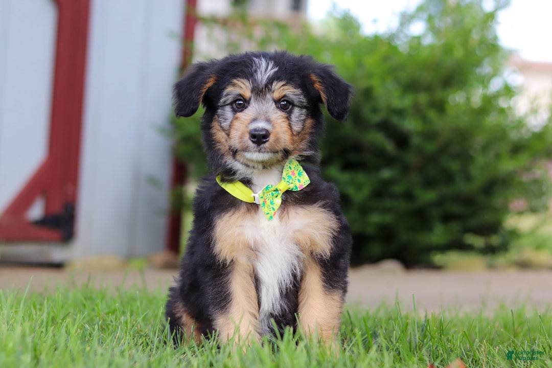 Mini Bernedoodle dogs for sale: Ollie - Image 6