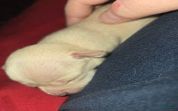 Chihuahua dogs for sale: Cream Girl - Image 1